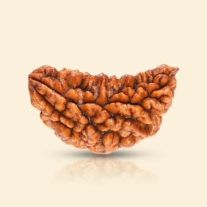 1_Mukhi_Rudraksha_01