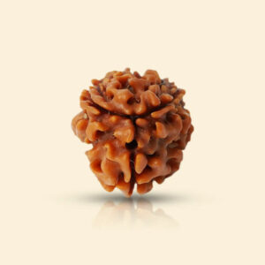 3_Mukhi_Rudraksha_01