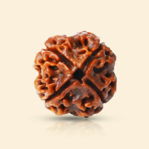 4_Mukhi_Rudraksha_01